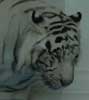 Closeup of Tiger
